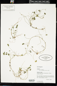 Trifolium repens image