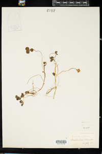 Trifolium repens image