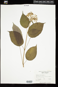 Hydrangea arborescens image