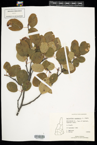 Amelanchier canadensis image