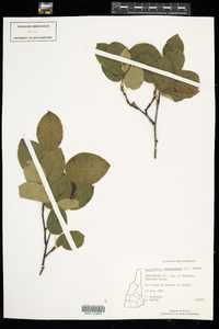 Amelanchier canadensis image