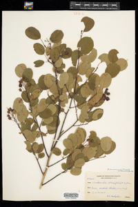 Amelanchier canadensis image