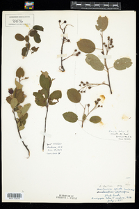 Amelanchier spicata image