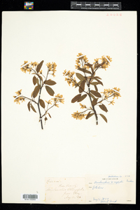 Amelanchier interior image