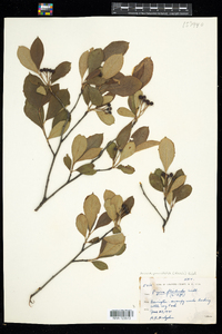 Photinia floribunda image