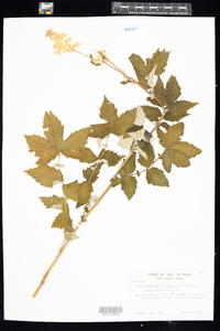 Filipendula ulmaria image