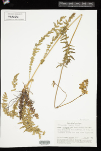 Filipendula vulgaris image