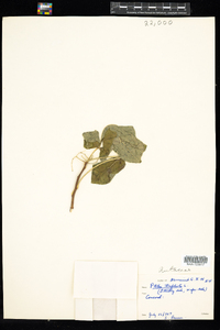 Ptelea trifoliata image