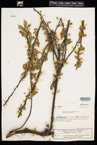 Prunus pumila var. susquehanae image