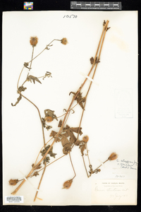 Geum aleppicum image