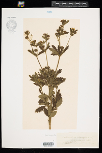 Potentilla norvegica image