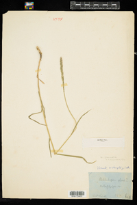 Muhlenbergia glomerata image