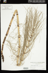 Equisetum telmateia image