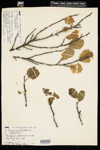 Prunus maritima image