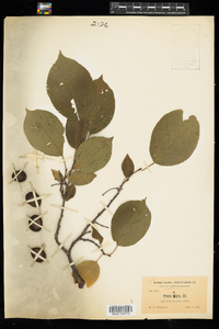 Prunus nigra image