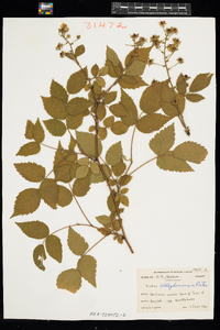 Rubus allegheniensis image