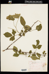 Rubus allegheniensis image