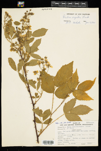 Rubus pensilvanicus image