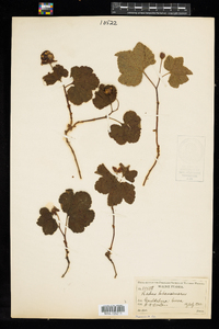 Rubus chamaemorus image