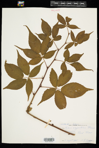 Rubus elegantulus image
