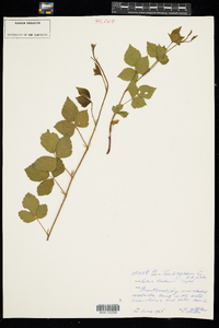 Rubus flagellaris image