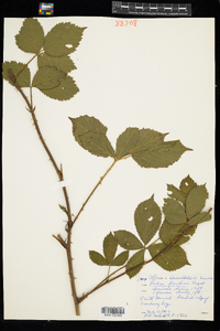 Rubus pensilvanicus image