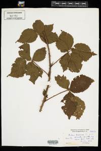 Rubus pensilvanicus image