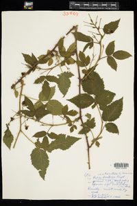 Rubus pensilvanicus image