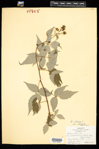 Rubus idaeus ssp. strigosus image