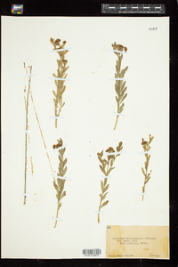 Comandra umbellata subsp. umbellata image