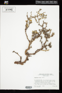 Image of Euphorbia misera