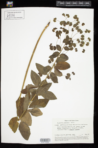 Euphorbia squamosa image