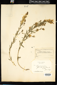 Genista tinctoria image