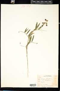 Lathyrus palustris image