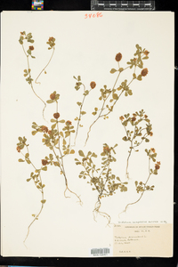 Trifolium campestre image