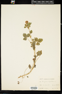 Trifolium hybridum image