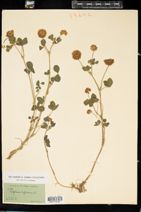 Trifolium hybridum image