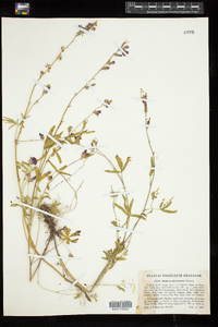 Image of Sidalcea glaucescens