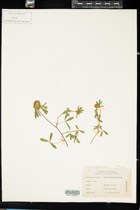 Trifolium squamosum image