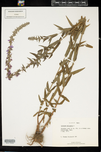 Lythrum salicaria image