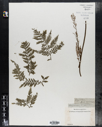 Image of Botrychium virginicum