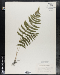 Dryopteris thelypteris image