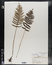 Dryopteris thelypteris image