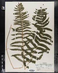 Dryopteris thelypteris image