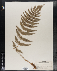 Dryopteris marginalis image