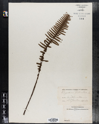 Polypodium pectinatum image