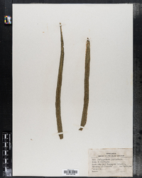 Image of Polypodium percussum
