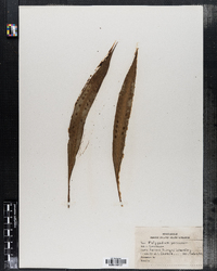 Polypodium percussum image