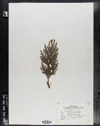 Chamaecyparis pisifera image