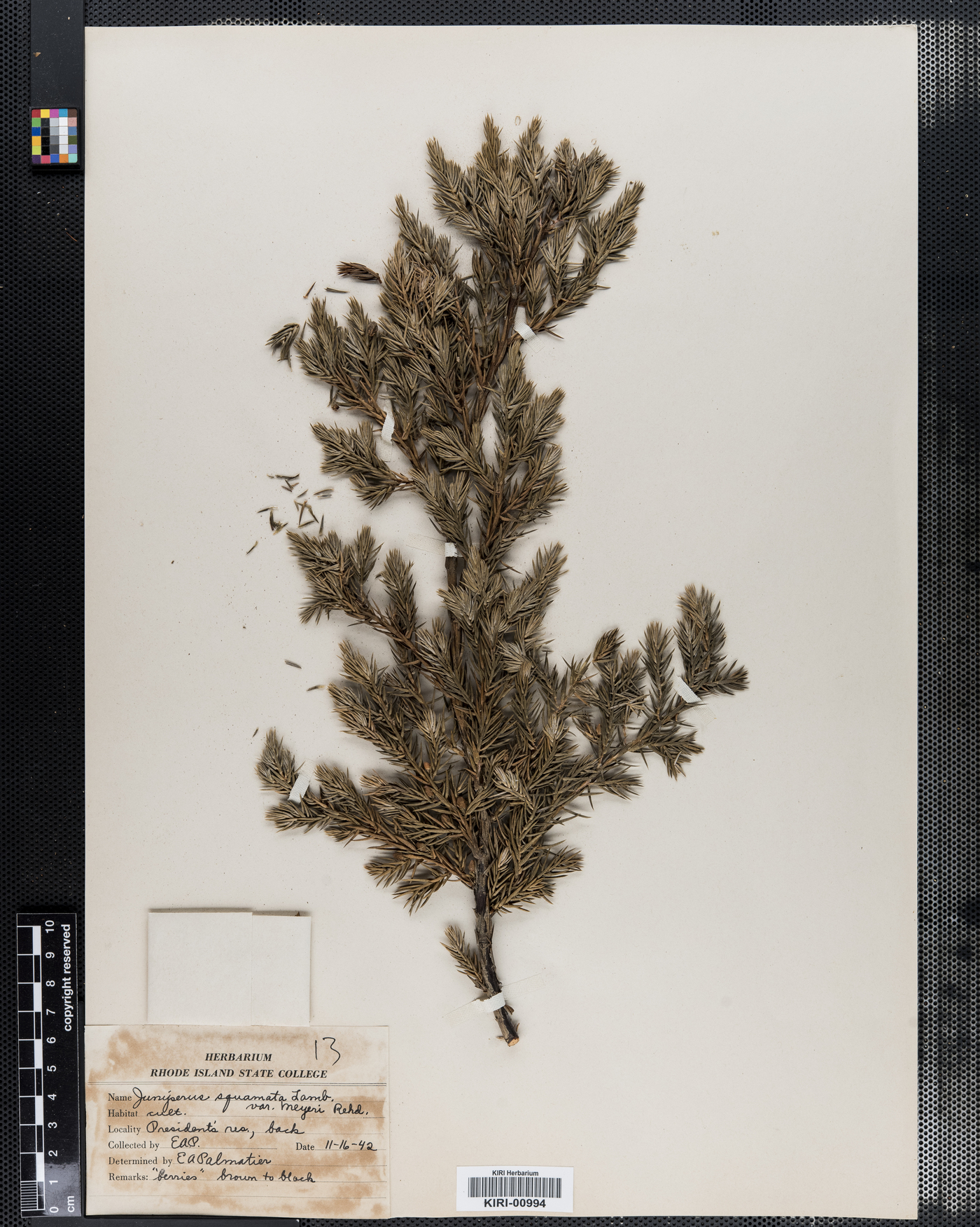 Juniperus squamata var. meyeri image